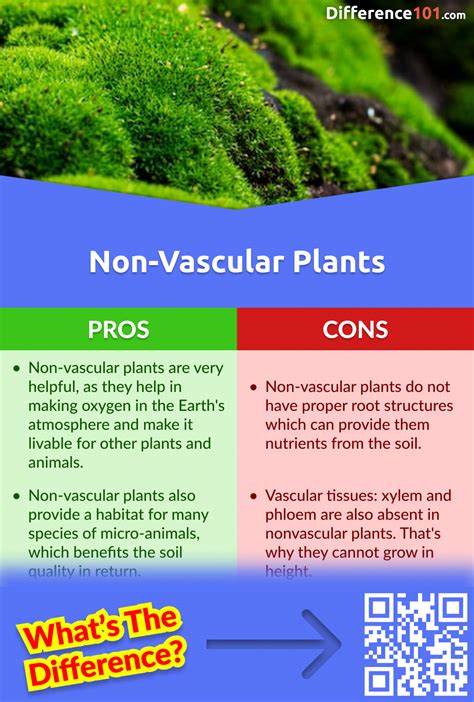 Vascular vs. Non.